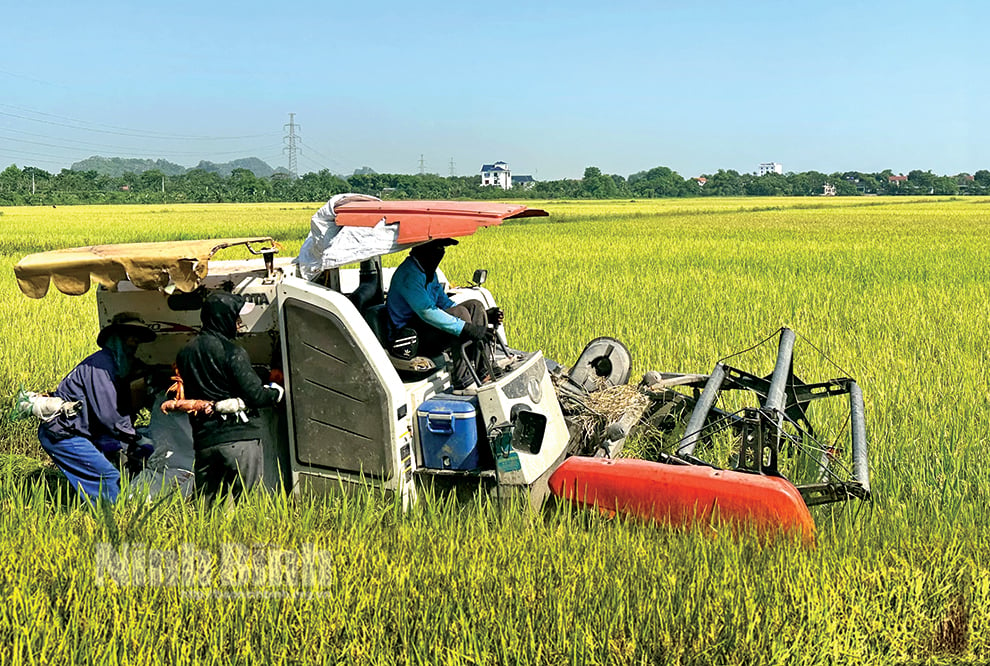 Winter-spring rice harvest