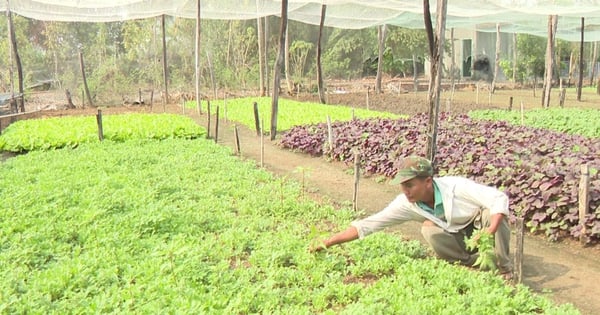 En cultivant des feuilles de moutarde, de l'amarante et toutes sortes de légumes de saison, un homme de Binh Phuoc économise 1,7 million de dollars chaque soir avant d'aller se coucher.