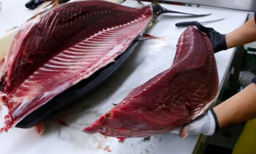 Vietnamesischer Thunfisch hat in Chile große Chancen