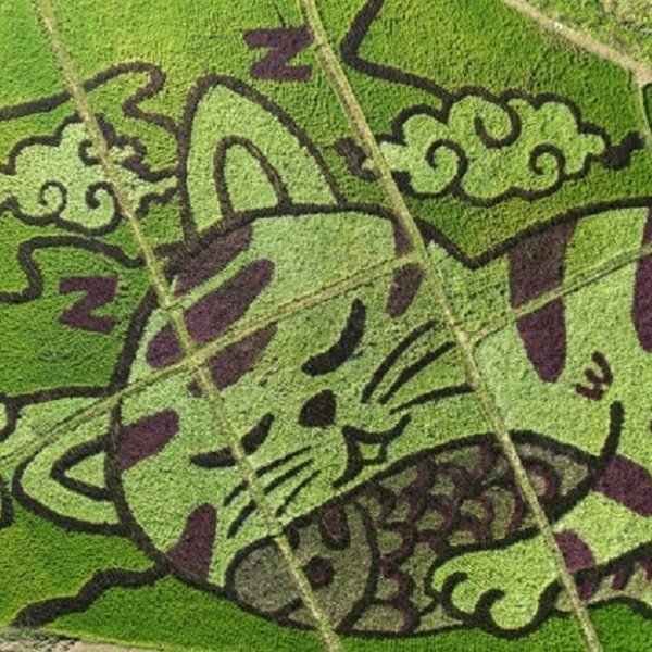 Thai farmer "paints" picture of cat holding fish in rice field