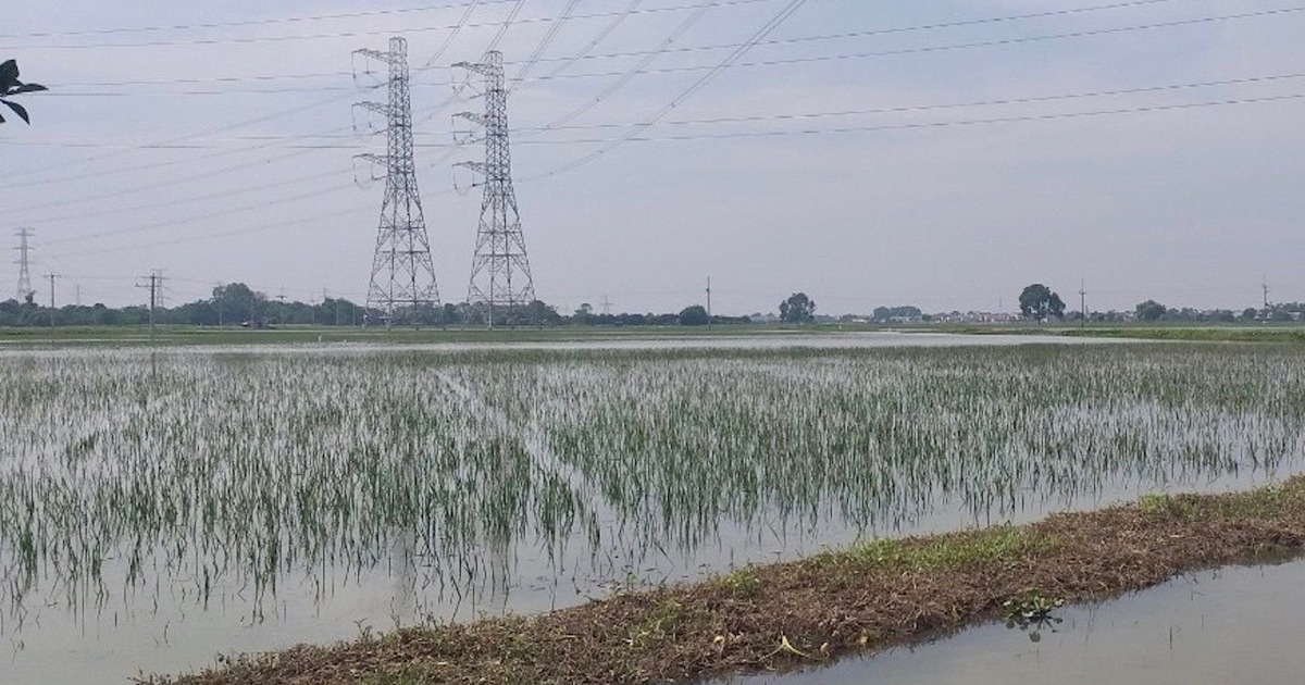 Risque de « perdre » de nombreuses zones de riziculture d’été-automne