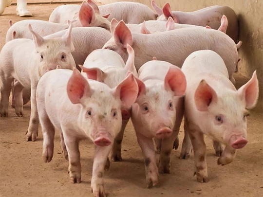 Schweinepreis am 12.10.2024: Norden gibt weiter leicht nach