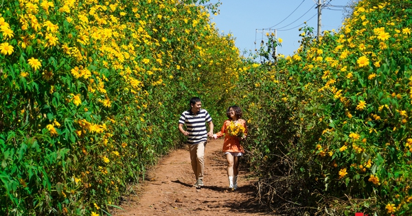 Wilde Sonnenblumen blühen überall in den Bergen und Wäldern von Lam Dong