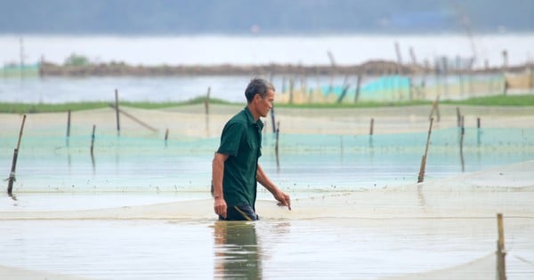 People set up stakes and nets to wait for 'heaven's blessings'