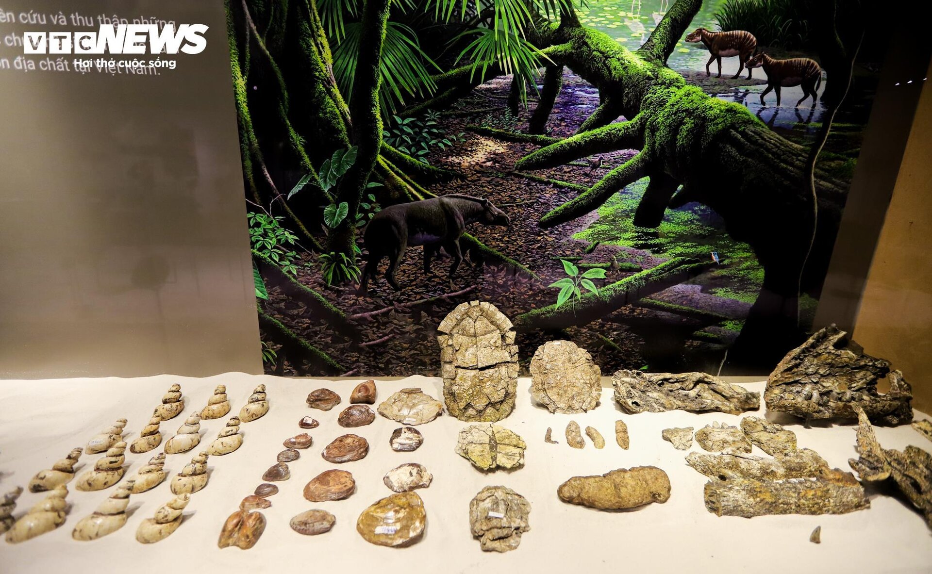 Close-up of billion-year-old fossils on display in Hanoi - 5