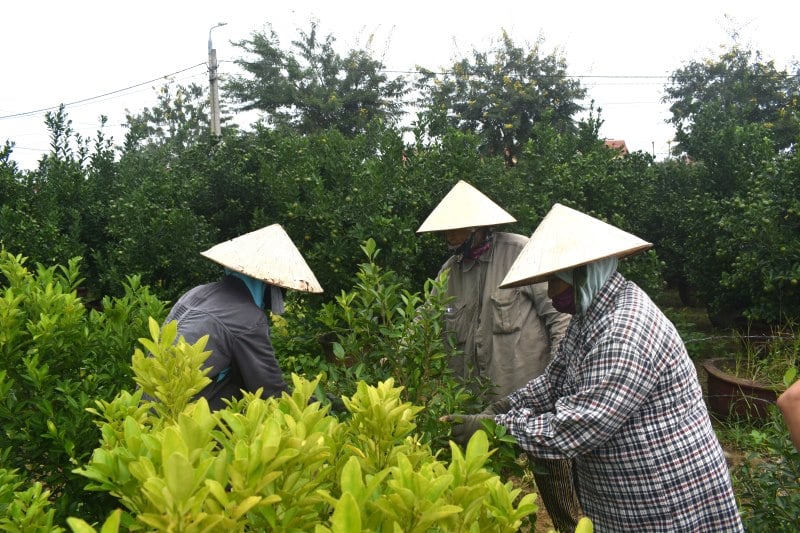 Hoi An es la zona de cultivo de kumquat más grande de la región Central y proporciona trabajo a cientos de familias agrícolas cada festividad del Tet. Foto: Hoang Bin.