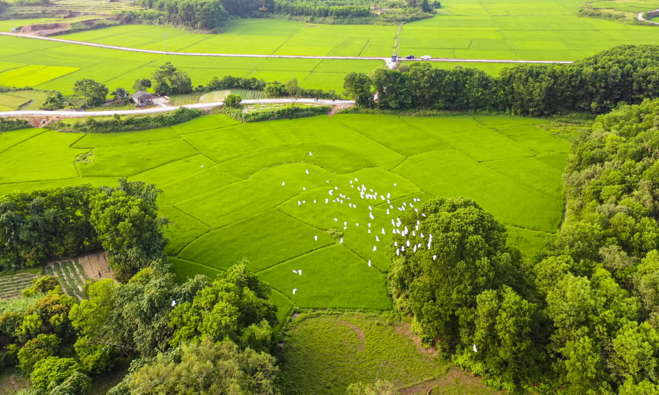 Nơi những đàn chim trở về