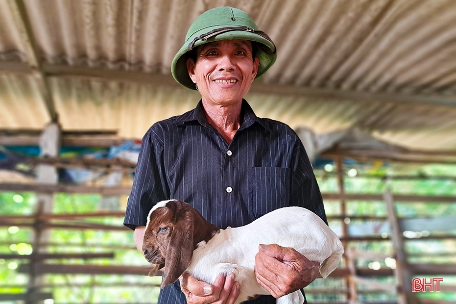 Old farmer in Nghi Xuan shares secret to getting rich from raising Boer goats