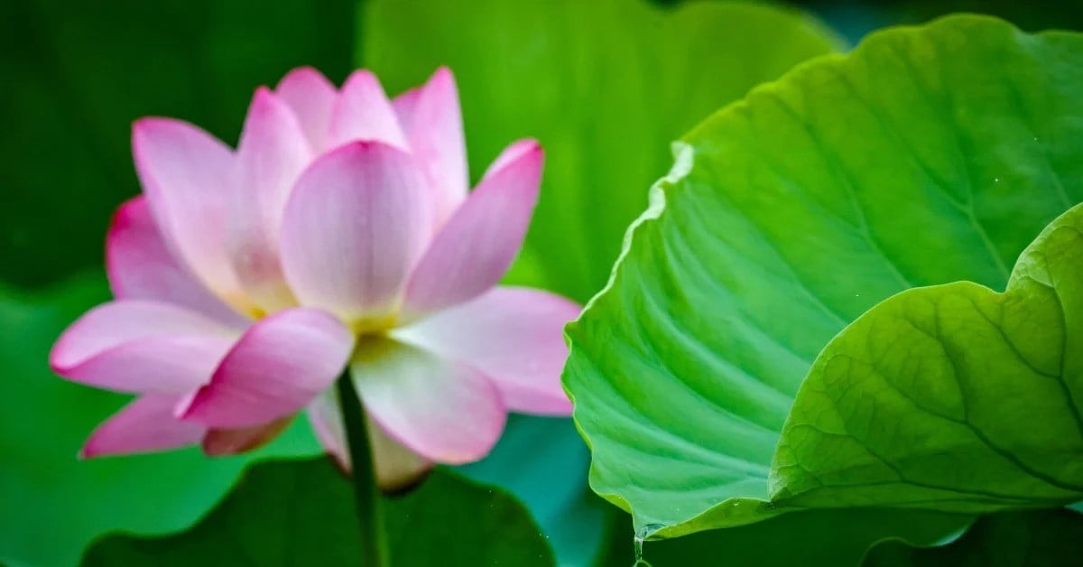 Des scientifiques créent un générateur à partir de feuilles de lotus