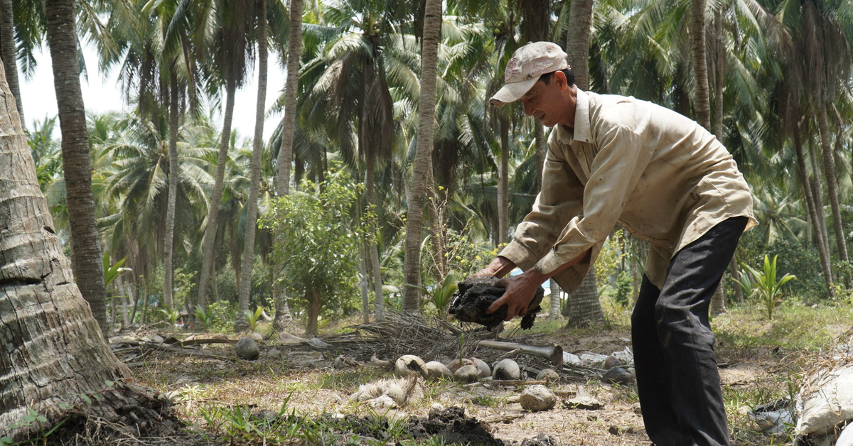 Coconut trees fight climate change, have great potential for selling carbon credits