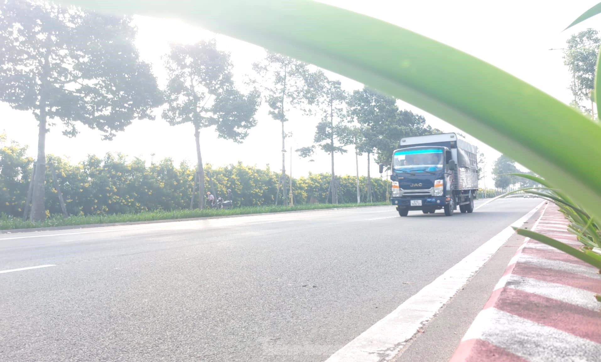 Fleurs de clochettes jaunes en pleine floraison, les rues de Binh Duong sont aussi belles que des photos 4