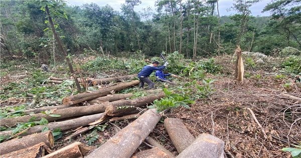 Quảng Ninh: Lý giải của doanh nghiệp về việc khai thác rừng phòng hộ hồ Khe Giữa