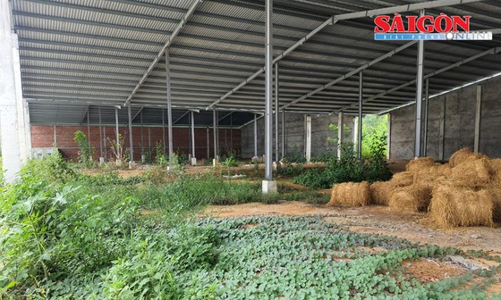 Bên trong trại áp mái điện mặt trời cỏ dại bủa vây. Ảnh: PHƯƠNG ĐÔNG ảnh 4