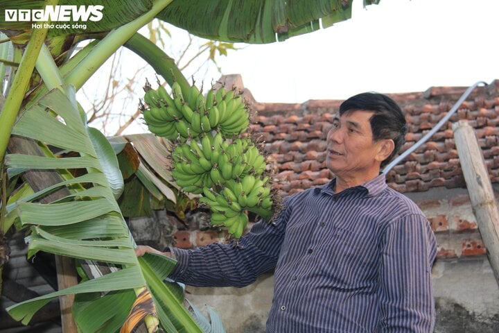 Đặc sản chuối 'tiến vua' vào mùa hốt bạc - 5