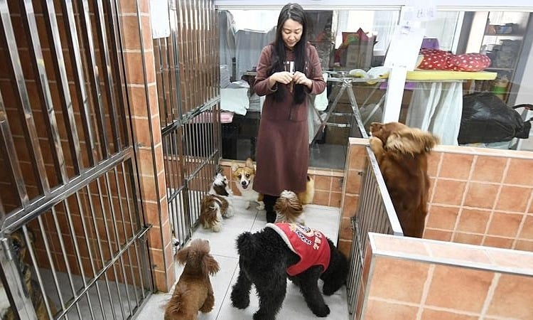 Pet sitting services make a killing during Tet