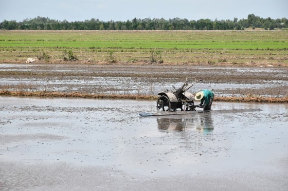 Nông dân vùng Đồng Tháp Mười cày trục đất ngâm lũ, đón phù sa ảnh 1