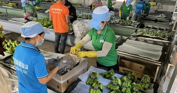 HAGL Agrico Agriculture намерена получать прибыль с 2025 года