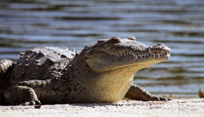 China searches for dozens of escaped crocodiles