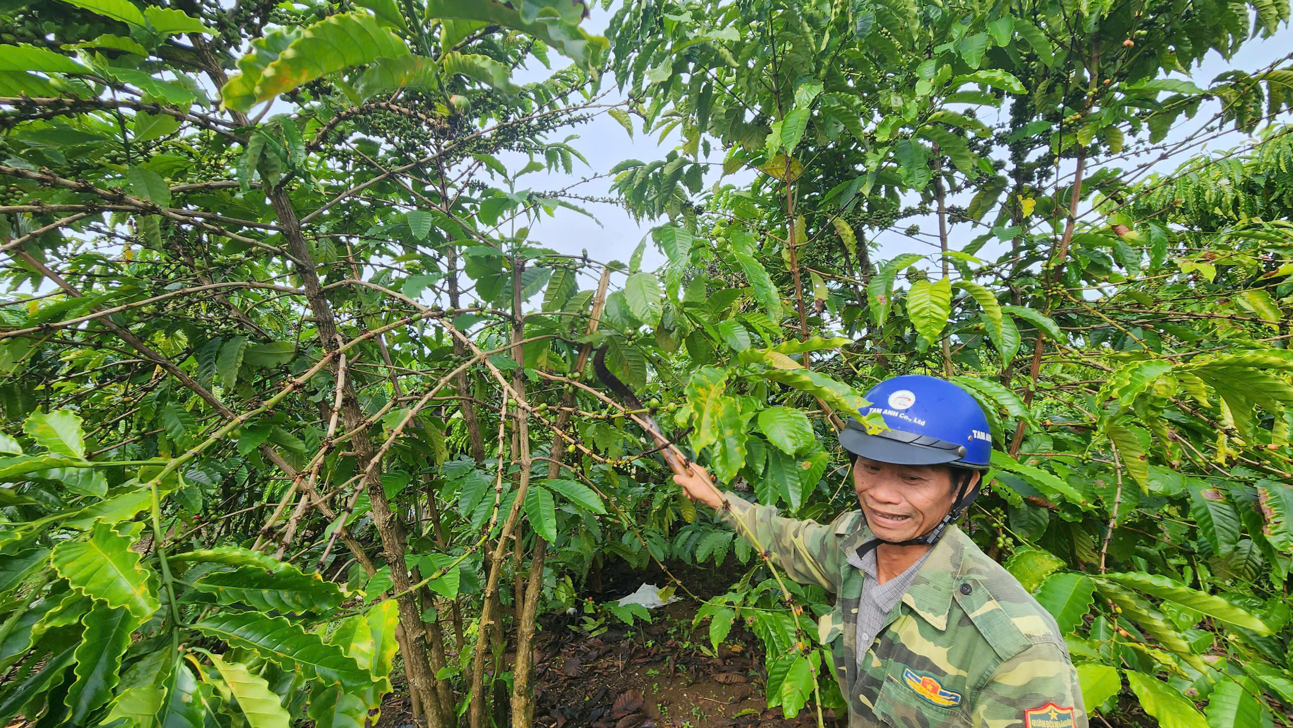 Giá cà phê đạt trên 100.000 đồng/kg, nông dân Lâm Đồng vừa mừng vừa lo - Ảnh 5.