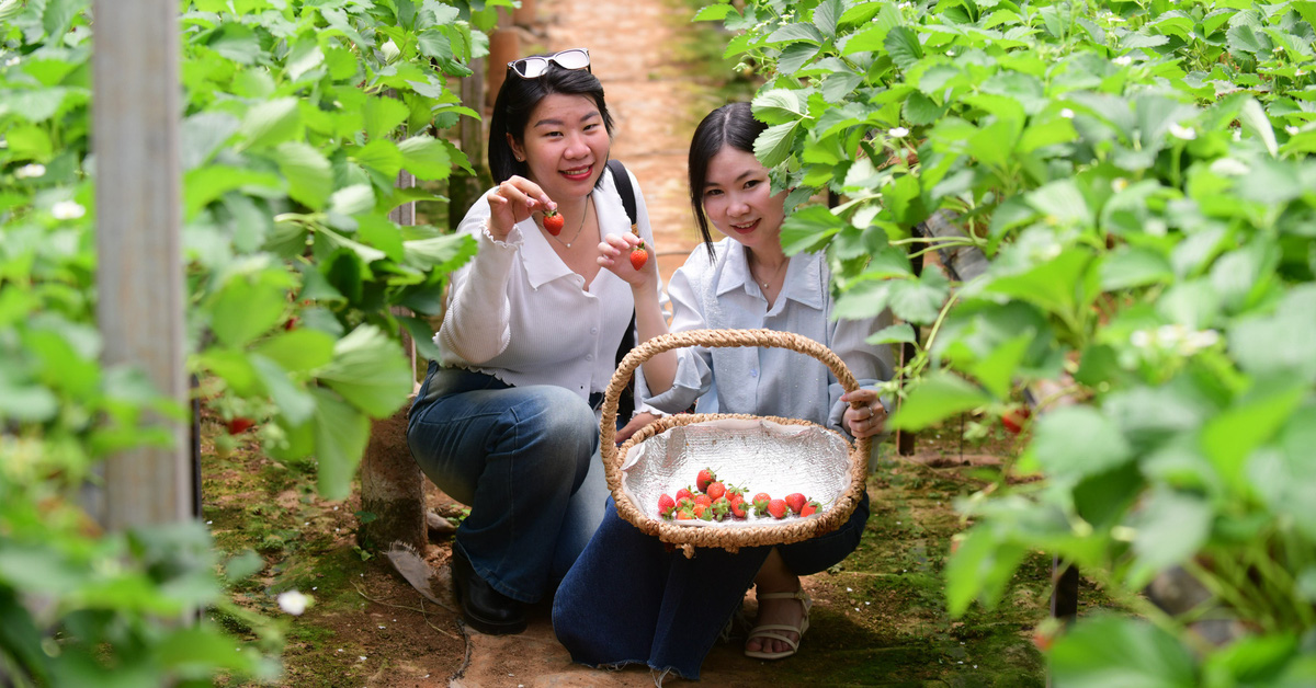 Du lịch nội địa ‘lên ngôi’ trong xu hướng tìm kiếm về điểm đến