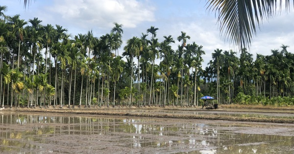 Eine Gemeinde in Binh Thuan, die fortschrittliche neue ländliche Standards erfüllt. Die Felder sind so schön wie in Filmen und züchten Apfelschnecken, um reich zu werden.