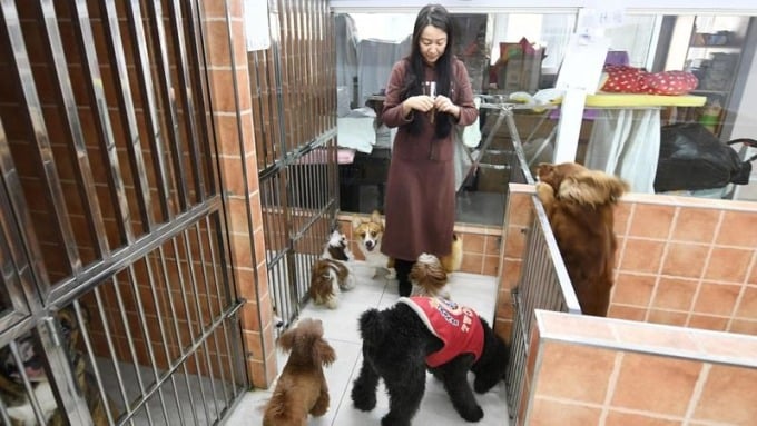 A staff member at a pet hotel in Changchun, Jilin Province, takes care of 16 pet dogs during the Lunar New Year holiday. Photo: China Daily