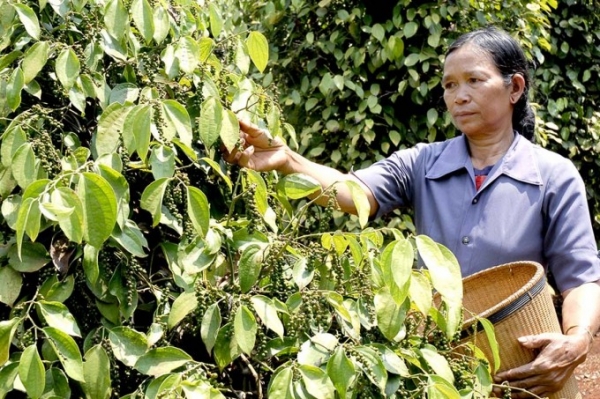 Los precios internos de la pimienta se dispararon a 160.000 VND/kg