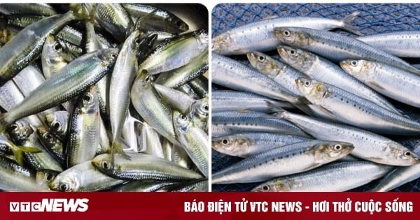 5 tipos de pescados ricos en Omega-3 que deberías comer regularmente