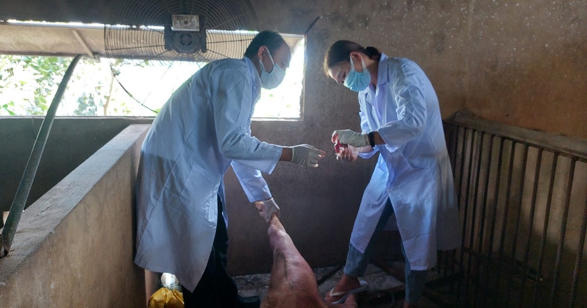 Tien Giang met en place 4 points de contrôle pour lutter contre la peste porcine africaine