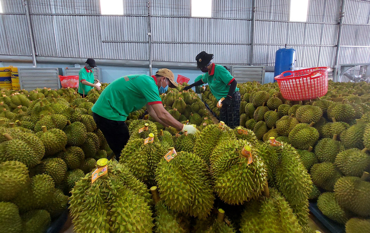 Las empresas sufren pérdidas porque los agricultores cancelan los depósitos para vender durian