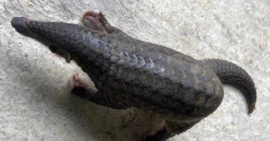 Rare pangolin strays into a house in Da Nang