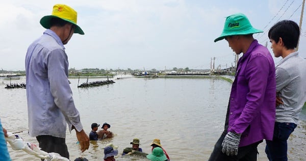 Con tôm, vật nuôi chủ lực ở ĐBSCL, trong đó có Sóc Trăng, "sóng to gió lớn" kéo dài tới khi nào?