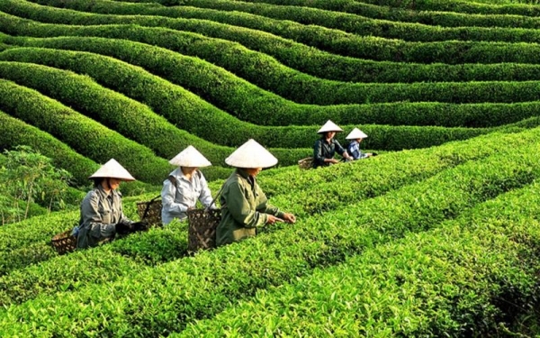 Le plus grand marché d’exportation de thé du Vietnam