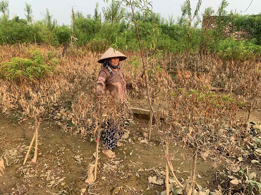 Làng đào Nhật Tân phủ kín một màu nâu sau bão lũ