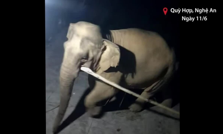 Wild elephants enter people's houses looking for food