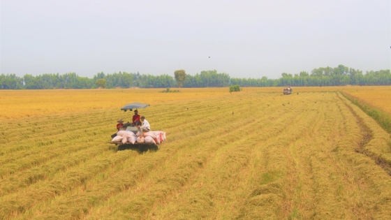 Tay Ninh dispose de nombreuses politiques en faveur de l’agriculture biologique.