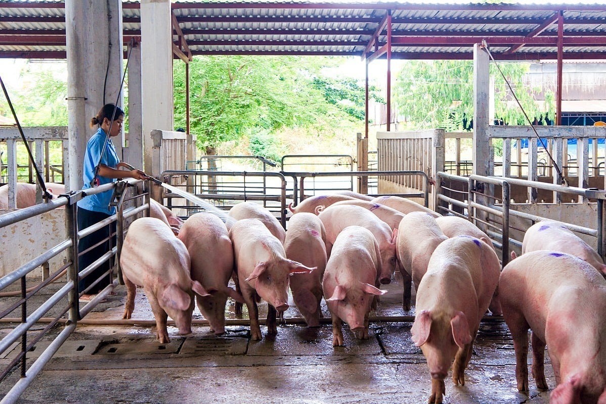 Des porcs sont introduits en masse au Vietnam et les agriculteurs appellent à l'aide.