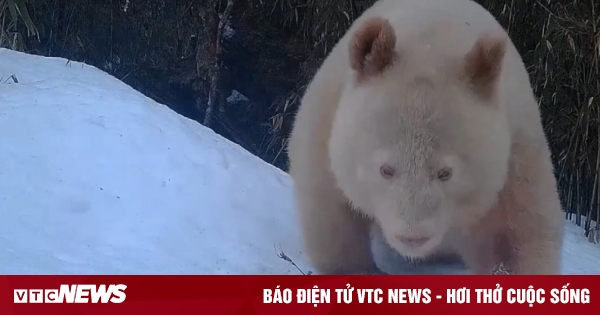 La Chine découvre un panda blanc dans une réserve du Sichuan - 1