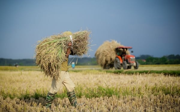 Giá lúa gạo hôm nay ngày 1/8: Giá gạo tăng 100