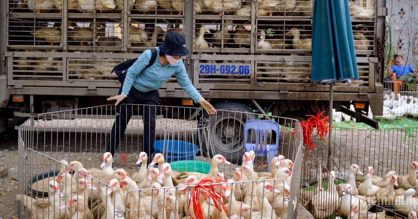 Chăn nuôi nguy cơ phá sản hàng loạt, hiệp hội kiến nghị loạt giải pháp cấp bách