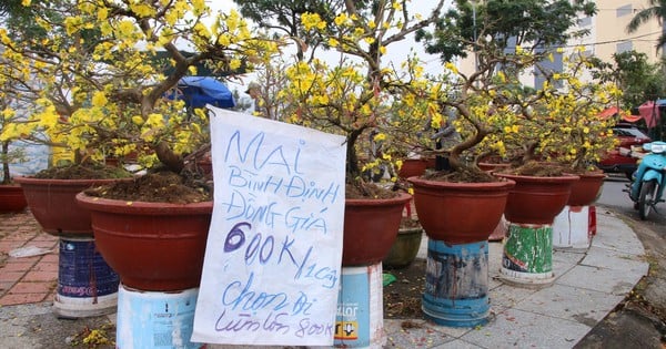 El 29 de Tet, los comerciantes "venden" simultáneamente árboles de albaricoque, melocotonero, kumquat...