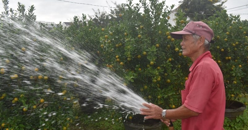 La mayor zona de cultivo de kumquats de la región central está muy concurrida durante la temporada del Tet