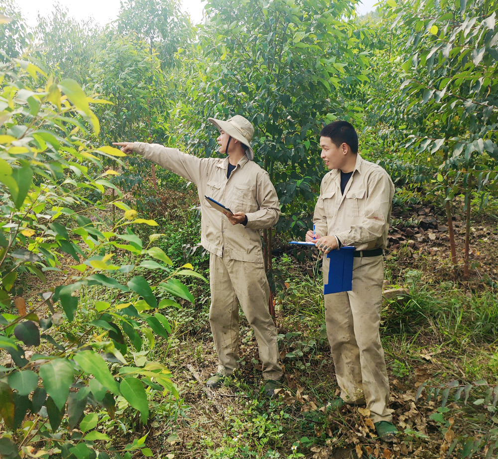 Xây dựng ngành lâm nghiệp trở thành một ngành kinh tế, kỹ thuật - Ảnh 1.