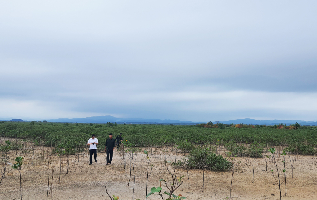 The mangrove forest in village 1, Hai Tien commune, Mong Cai city is currently a seafood exploitation site for local people. Photo: Thanh Hai, Hai Tien commune, Mong Cai city.