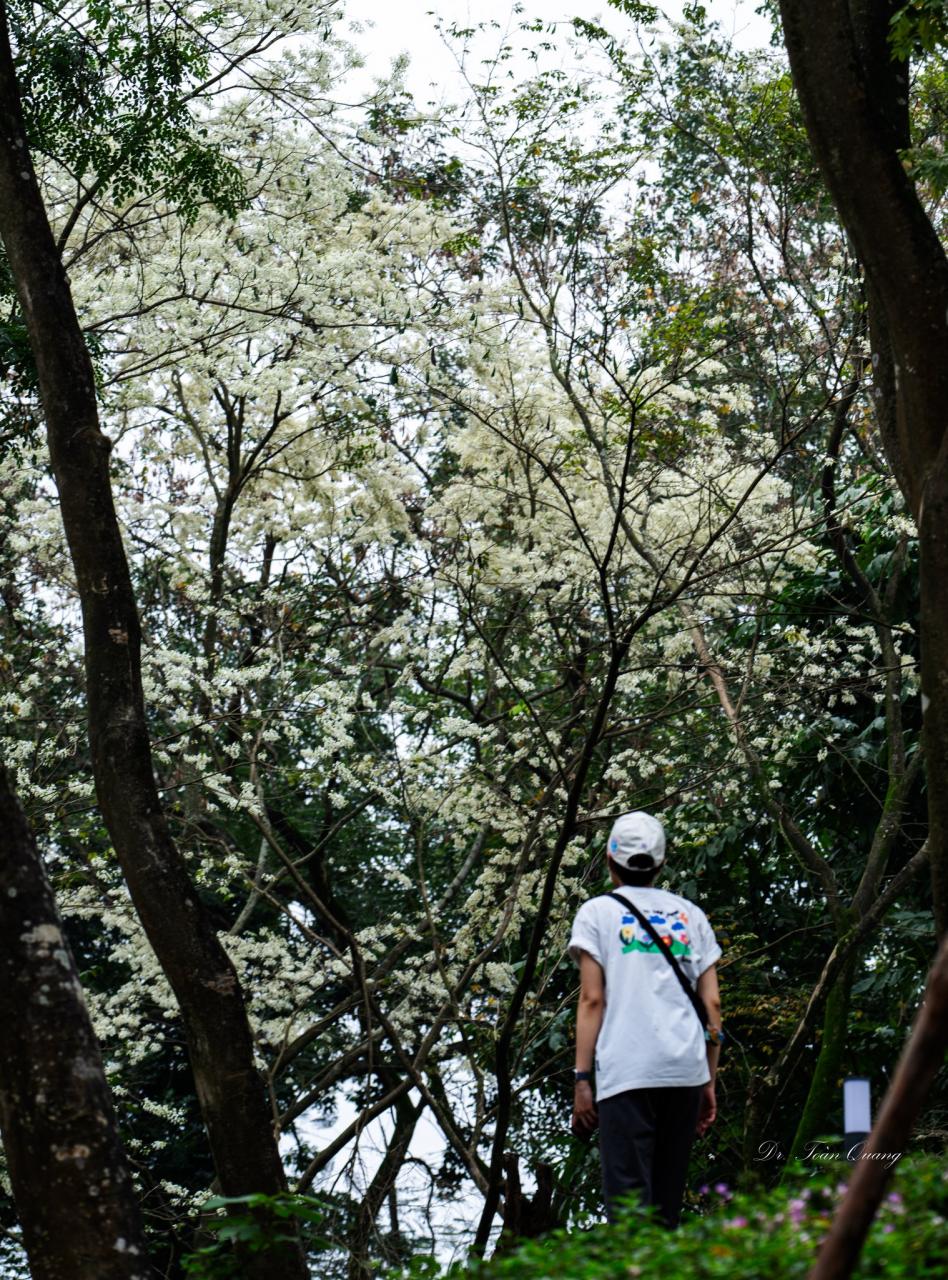 An Tagen mit solch unvorhersehbarem Wetter nutzen auch junge Leute und Blumenliebhaber die Gelegenheit, durch die Stadt zu schlendern und Erinnerungsfotos mit Blumen von bescheidener Schönheit zu machen. Foto: Toan Quang