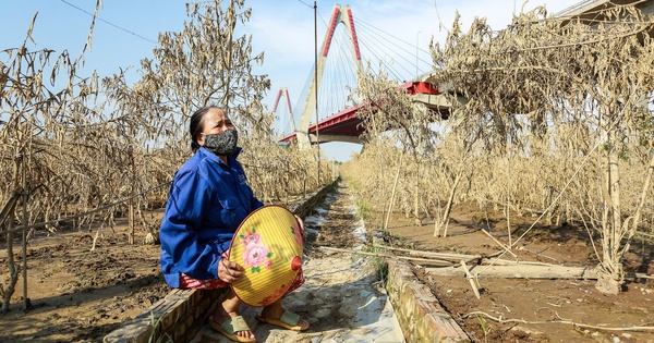 La gente se sienta distraídamente junto a los árboles de durazno y los campos de arroz dorado en Lao Cai