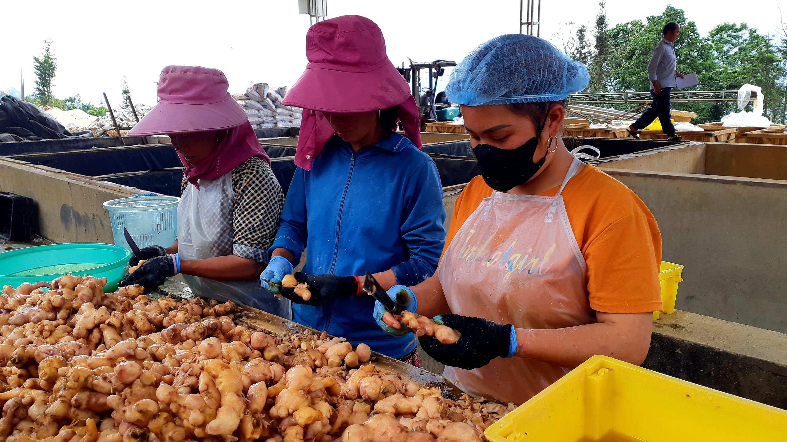 Hà Giang: xuất khẩu thêm 15 tấn nông sản sang Nhật Bản- Ảnh 2.