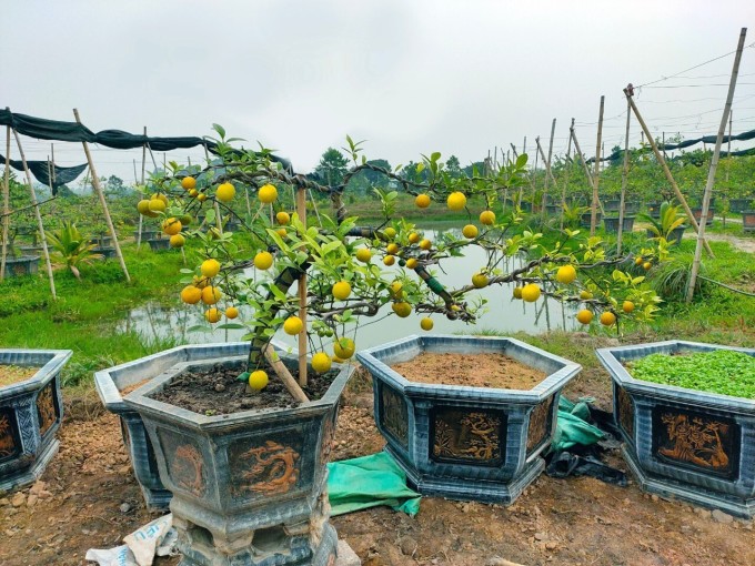 D'ici le Têt, le pot de bonsaï citron sera mûr et jaune vif. Photo de Le Tan