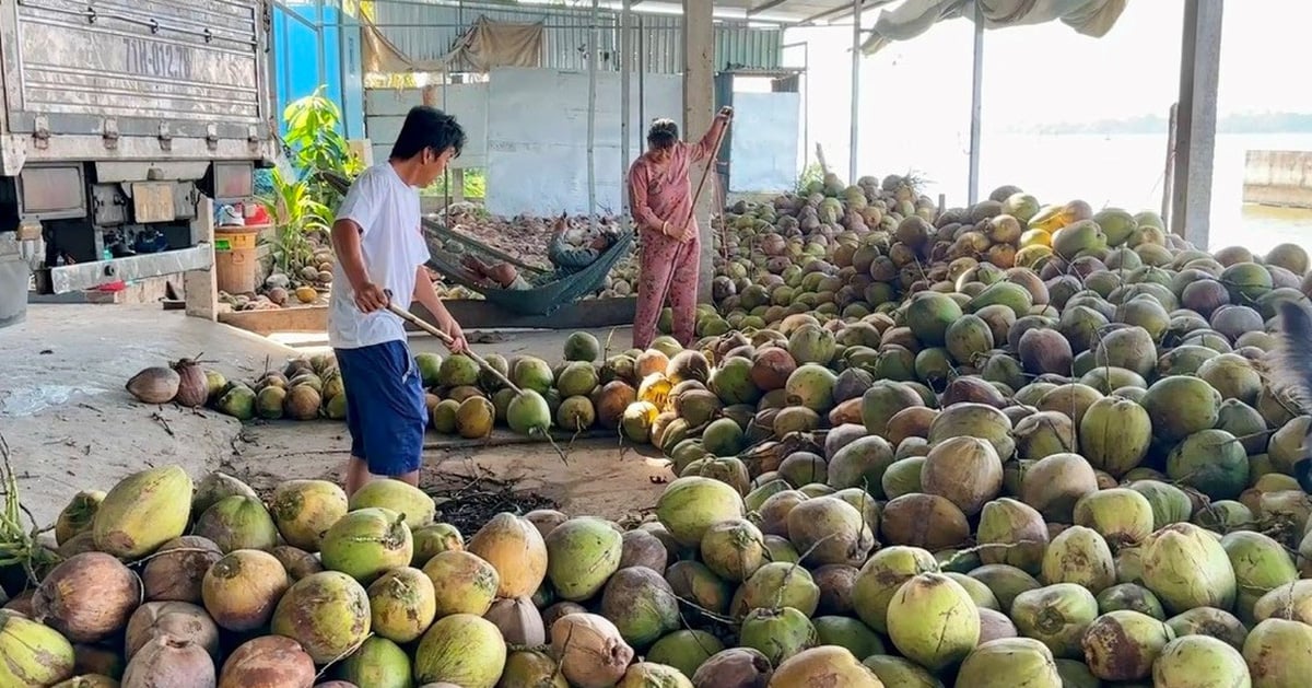 Nông dân phấn khởi vì dừa khô tăng giá gấp đôi dịp Tết