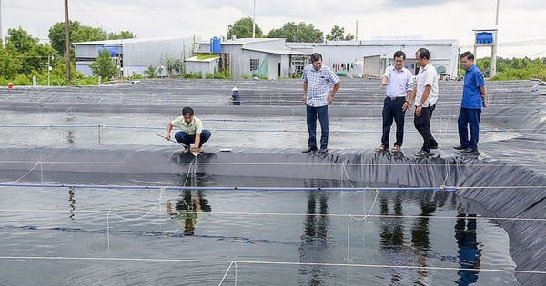 Nuôi sò huyết ví như con đặc sản đại bổ, ở Cà Mau vừa cho sò huyết đẻ thành công ra con giống